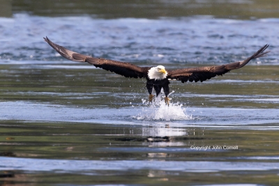 Bald-Eagle;Eagle;Haliaeetus-leucocephalus,-Bald-Eagle;British-Columbia;Canada;Ea